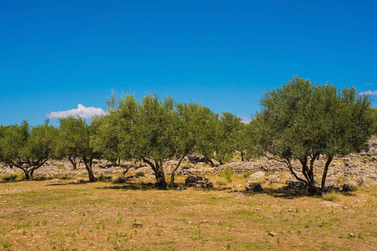 masline-otok