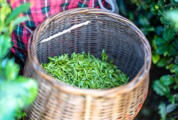 Longjing caj Kina1