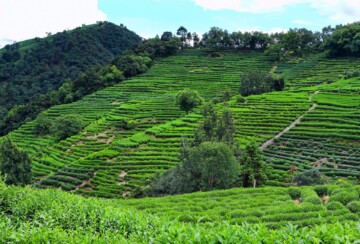 Longjing caj Kina2