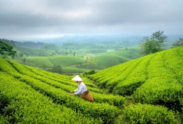 Longjing caj Kina3