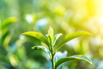 Longjing caj Kina4