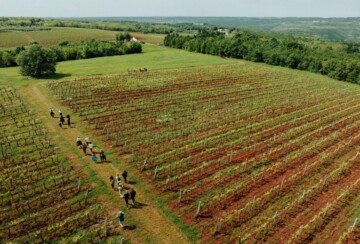Vizinada Istra1