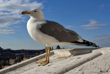 galeb-3