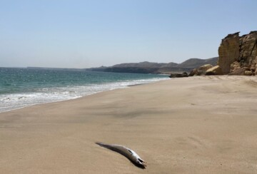 oman-rezervat-kornjača-ras-al-jinz-7