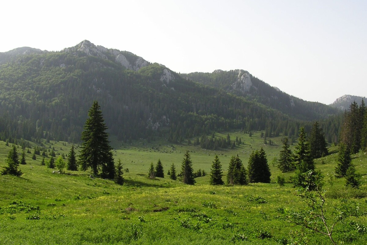 suma-stirovaca-5