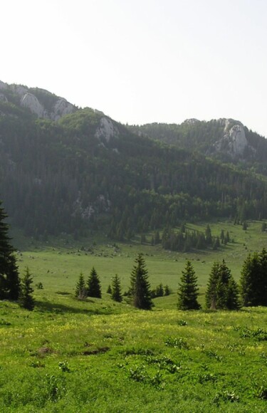 suma-stirovaca-5