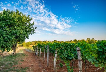 vino-matiška-vinogradi