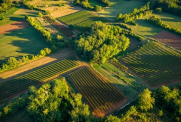 vino-matiška-vinogradi-iz-zraka