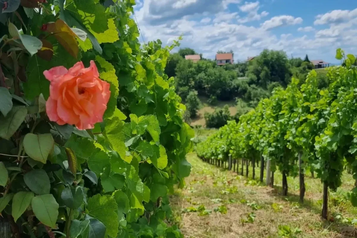 vinogradi-tomac