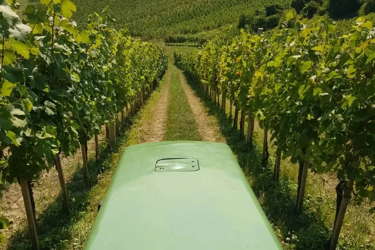 vinogradi-tomac-bajda
