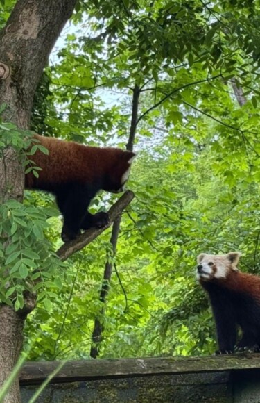 zoo-pande