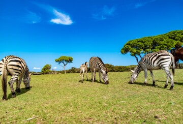 brijuni-safari-park