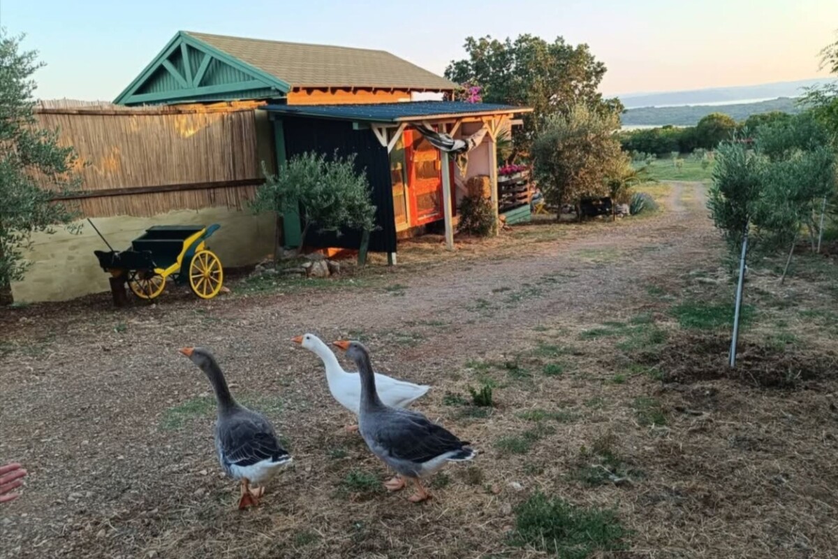 farm-olivaro-krk