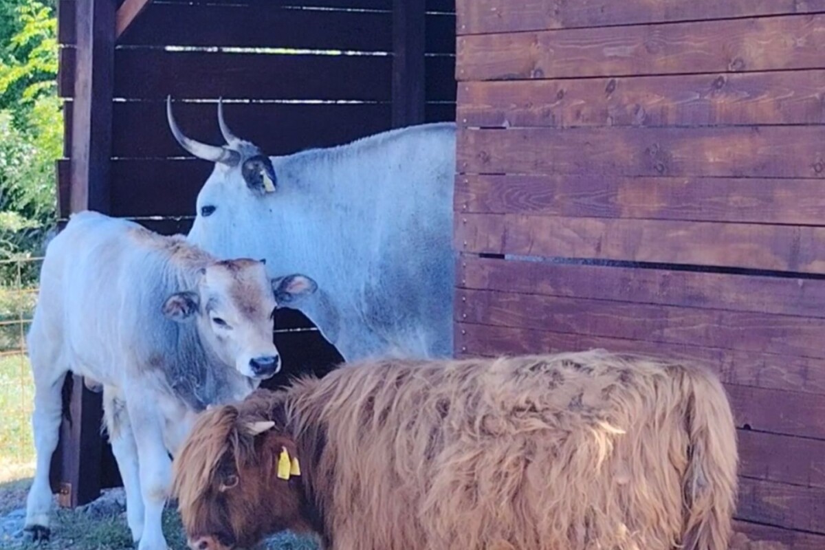 farm-olivaro-krk-goveda