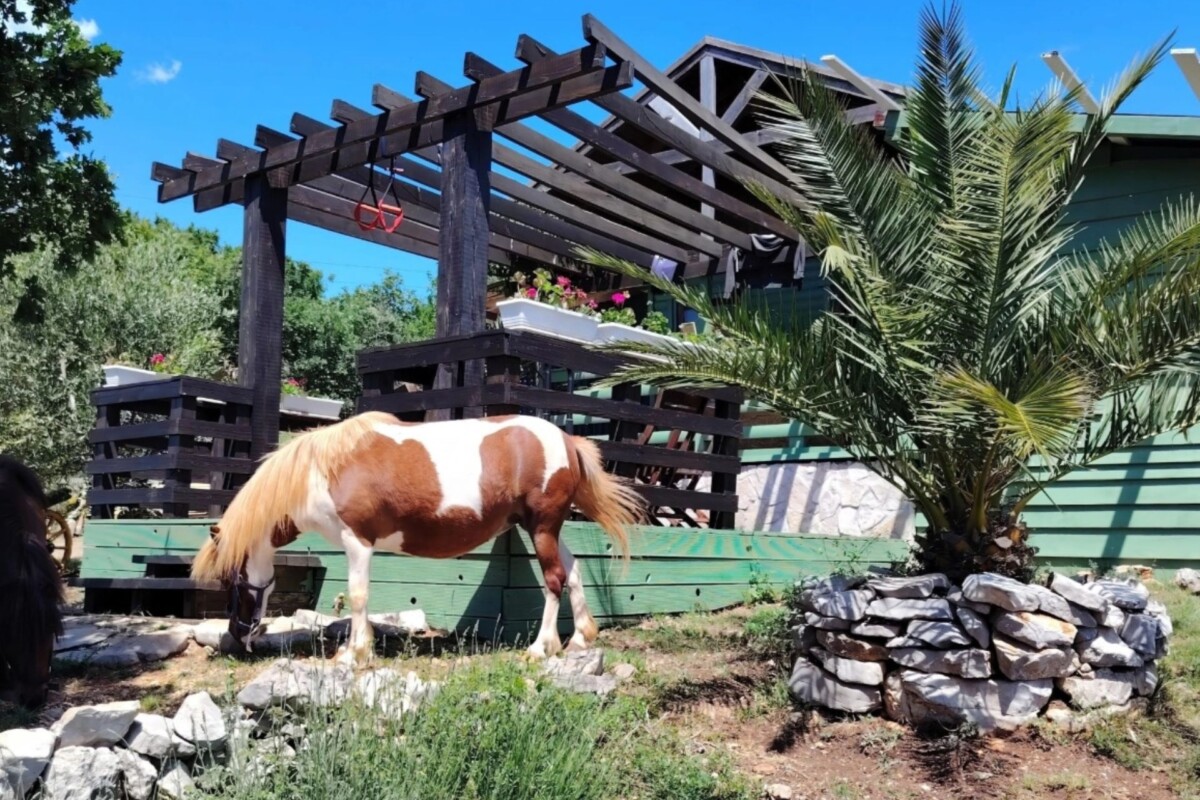 farm-olivaro-krk-poni