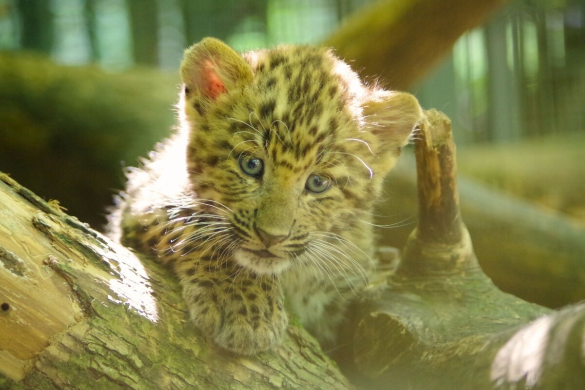 kineski leopard ZOO Zagreb