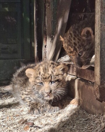 kineski leopard ZOO Zagreb1
