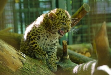 kineski leopard ZOO Zagreb2