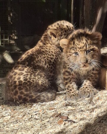 kineski leopard ZOO Zagreb3