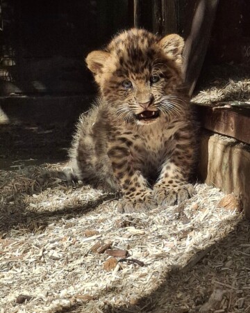 kineski leopard ZOO Zagreb4