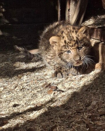 kineski leopard ZOO Zagreb5