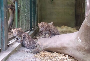 kineski leopard ZOO Zagreb6