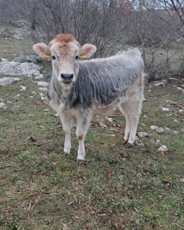 mario-bačić-opg-ljubica-krava