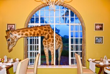 Giraffe Manor Kenija1
