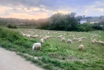 darko-grdunac-restoran-papalina-dobra-ovce-opg