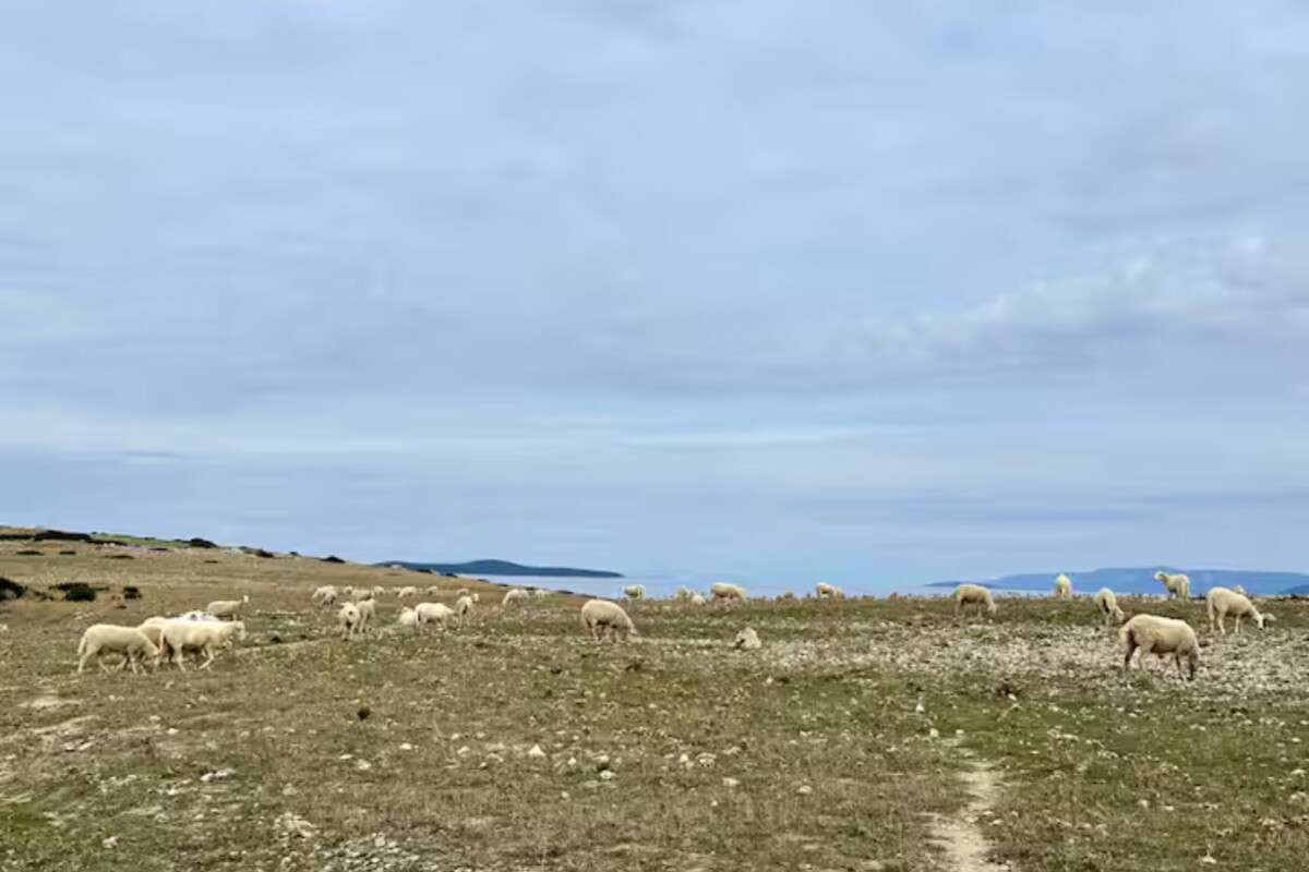 male-sarkane-kuca-15