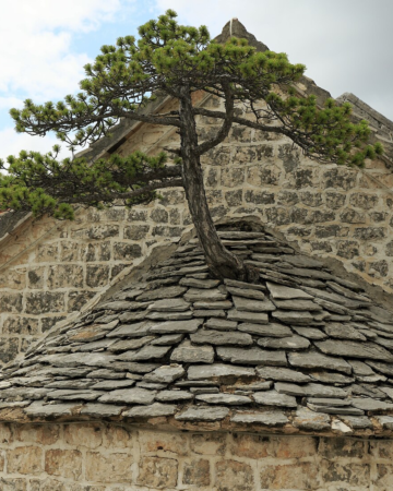 otok-brac-bracki-bonsai-1