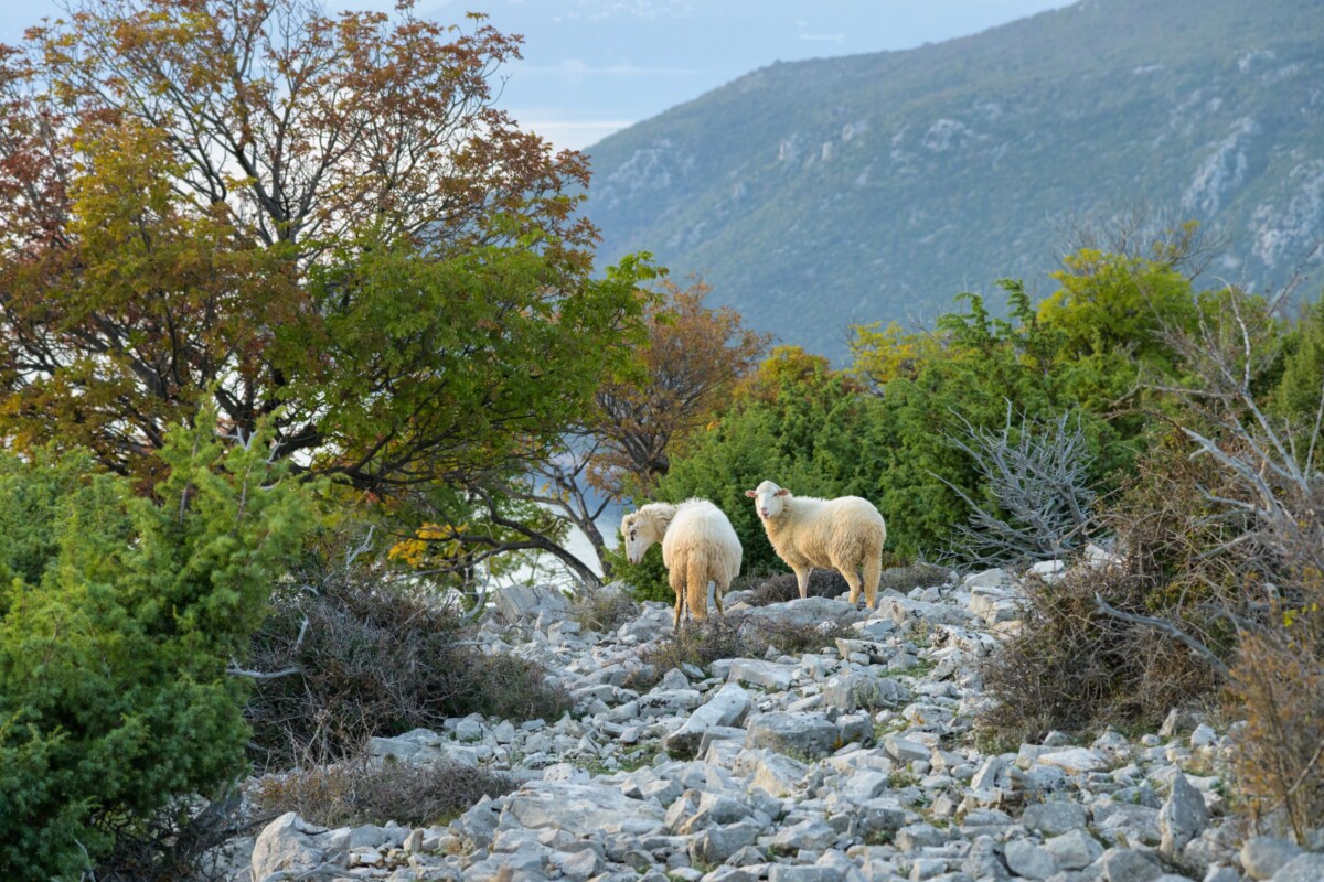 otok-cres-ovce