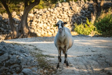 otok-cres-ovce3