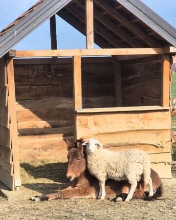 ranc Navajo Oroslavje5