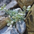 velebitska-degenija-1