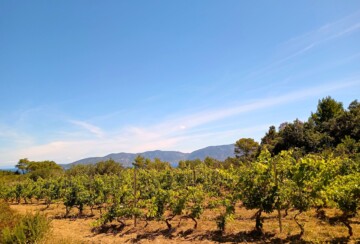 Bisevo