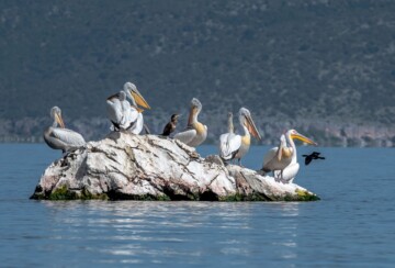 Prespansko-jezero-pelikani