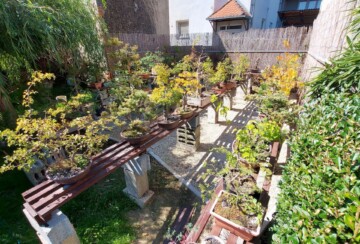 aleksandar-horvat-predsjednik-bonsai-udruga-sjeverozapad-drvca