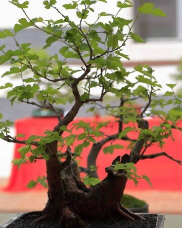aleksandar-horvat-predsjednik-bonsai-udruga-sjeverozapad-drvce-detalj