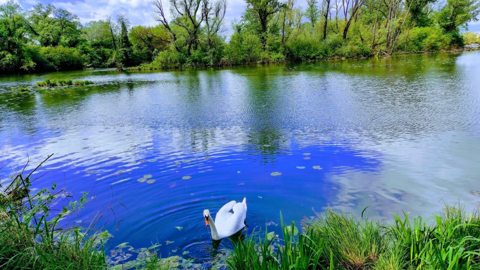 jezera-savica-zagreb-labud