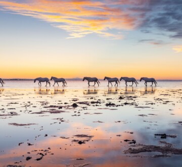park-camargue-francuska