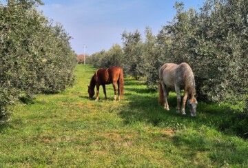 opg-nikolina-bijelić-alpaka-ranch-kavadah-istra-2
