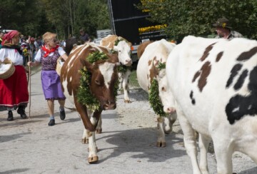 parada-krava-bohinj-1