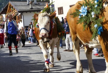 parada-krava-bohinj-2