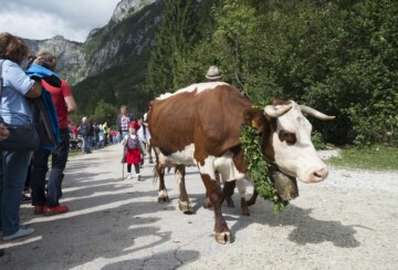 parada-krava-bohinj