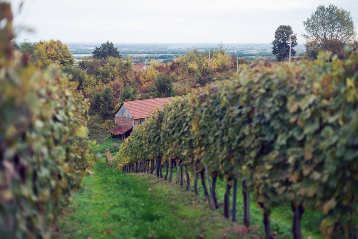 podrum-vineda-vinogradi