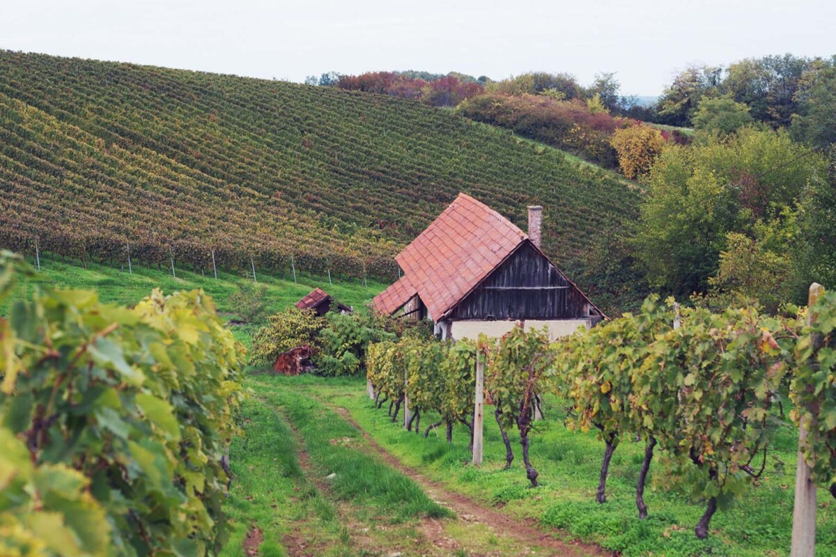 podrum-vineda-vinogradi2