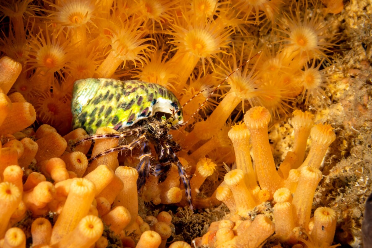barbara-unković-underwater-affair-2